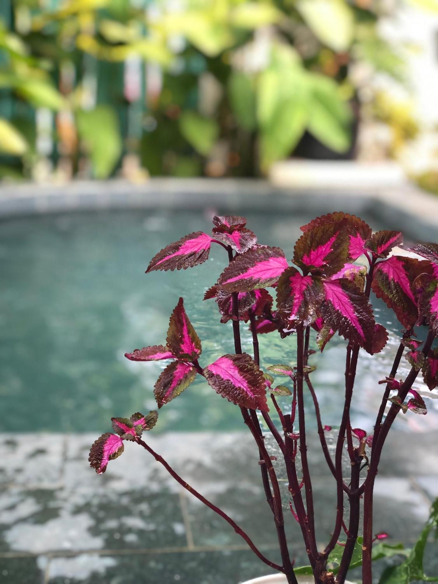 Hoi An Coastal Charm Villa - Jaccuzi Pool - Netflix Tan Thanh Extérieur photo